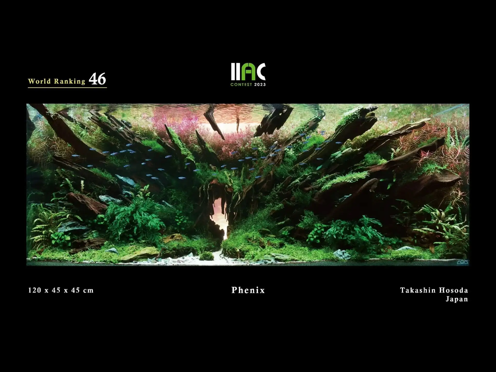 Phenix - IIAC 2023 #46 Takashin Hosoda / Japan